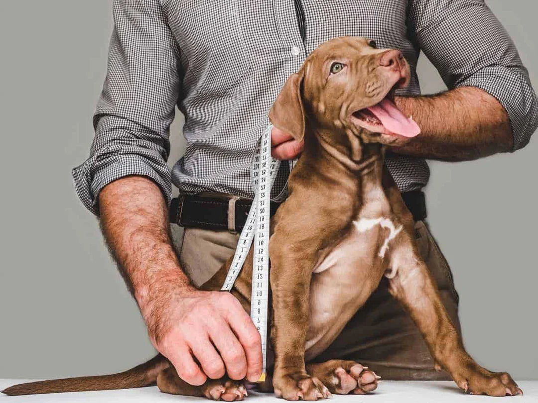 How to Measure Your Dog for a Harness: The Complete Sizing Guide